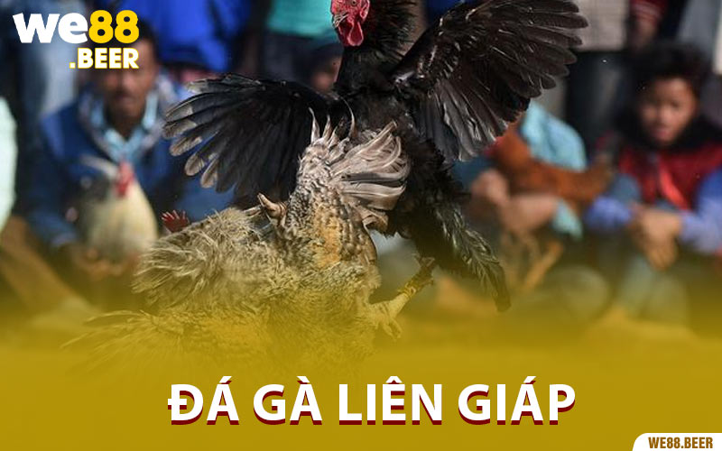 Đá Gà Liên Giáp