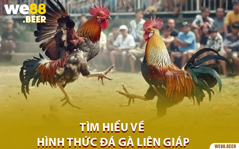 Tìm hiểu về hình thức đá gà liên giáp